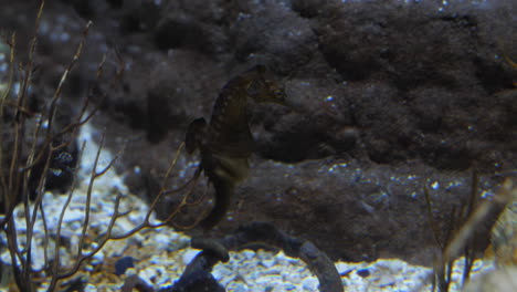Beautiful-brown-seahorse-hippocampus-in-an-aquarium-with-rock-in-background